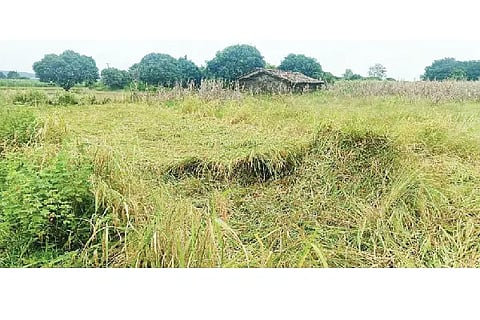crop loss