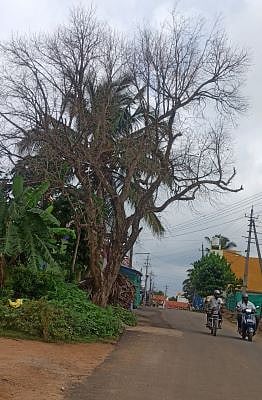 dead tree