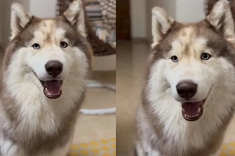 dog video