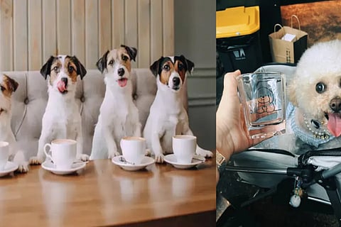 dog viral