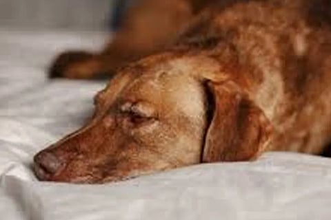 dog