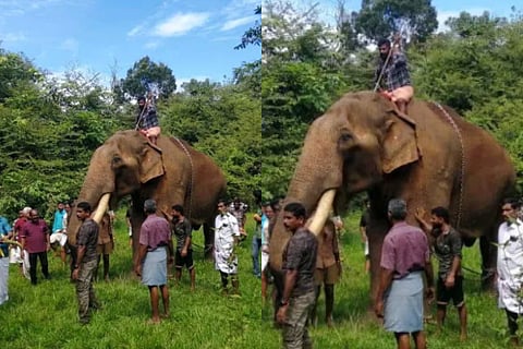 elephant