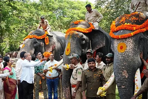elephant