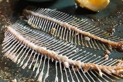 Fish