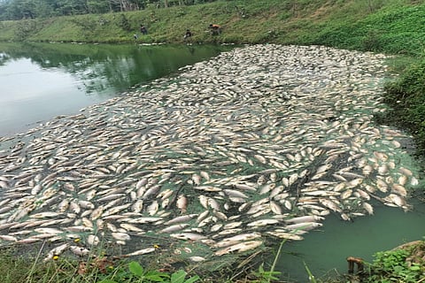 fish