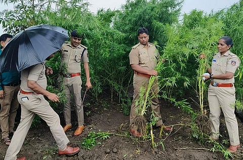 ganja
