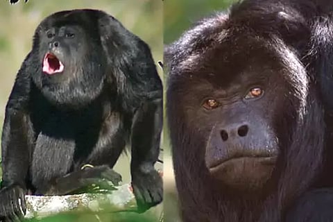 Howler Monkeys