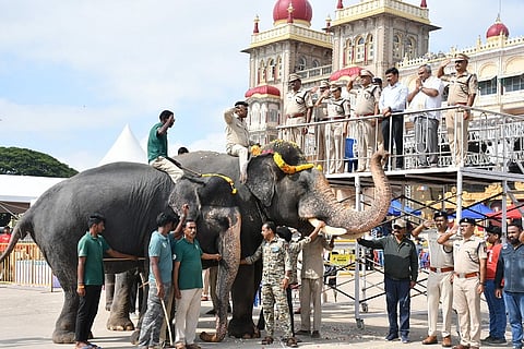 jamboosavari