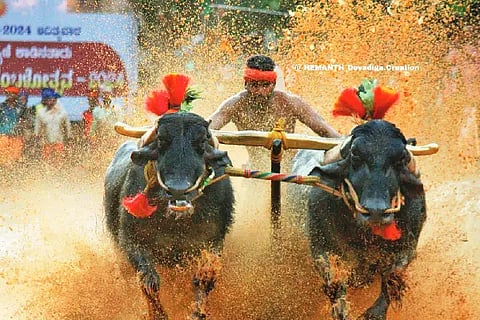 kambala