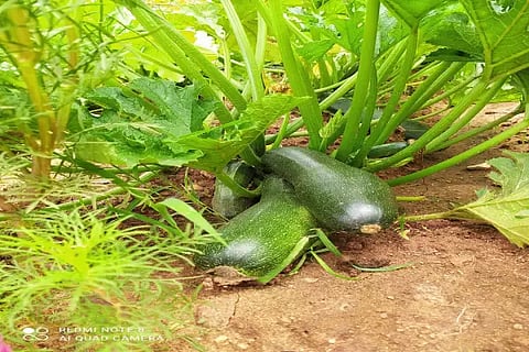 krishi