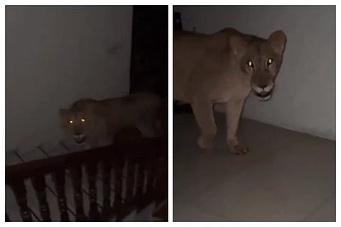 lion web