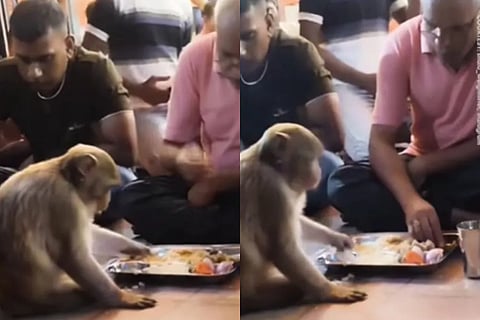 monkey