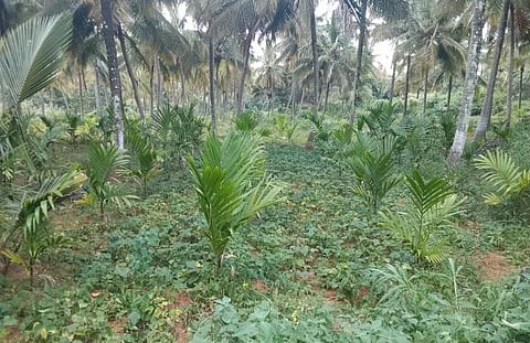 negilayogi1