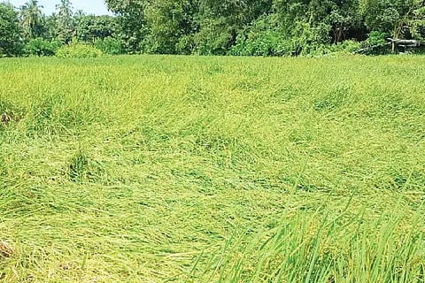 paddy