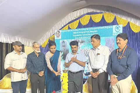 pilikula