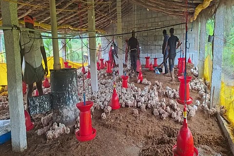 poultry farm