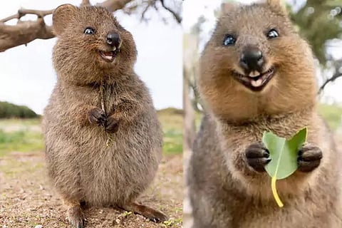 Quokka