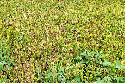 ragi