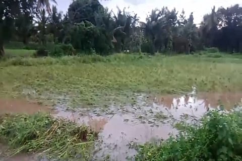 rain