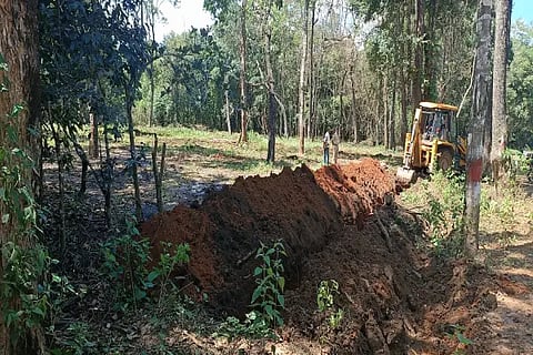rpt forest