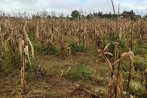 skp corn crop