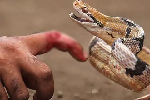 Snake venom