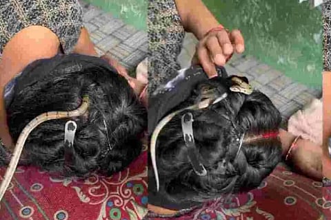 snake video