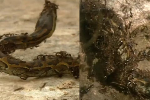 snake video