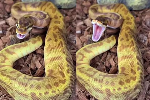 Snake Yawning
