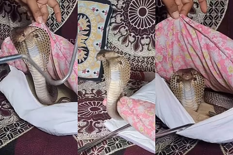 snake