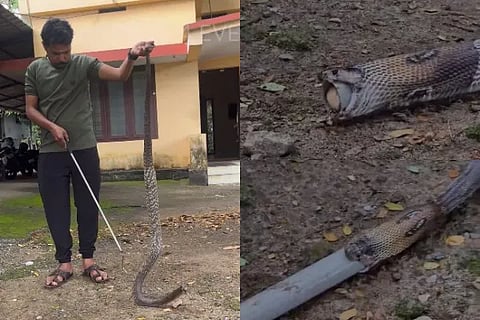 Snake