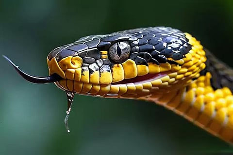 Snakes