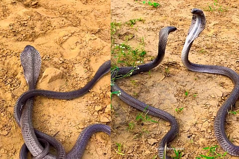 snakesfight