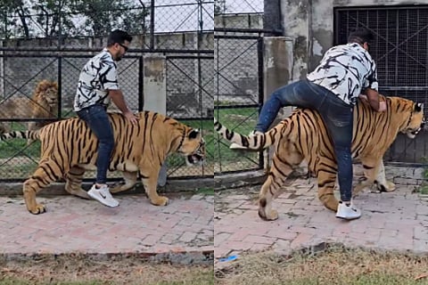 tiger video