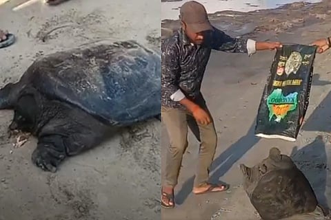 tortoise