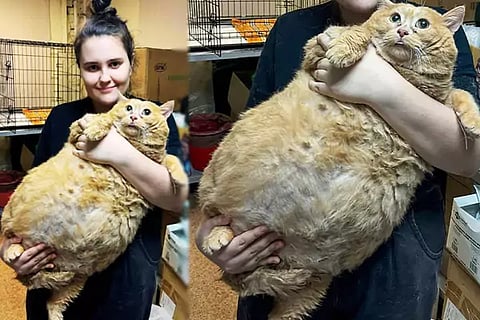 World Fattest Cat