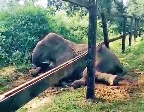 ರೈಲ್ವೆ ಕಂಬಿ ಬ್ಯಾರಿಕೇಡ್‌ಗೆ ಸಿಲುಕಿದ ಕಾಡಾನೆ ರಕ್ಷಣೆ