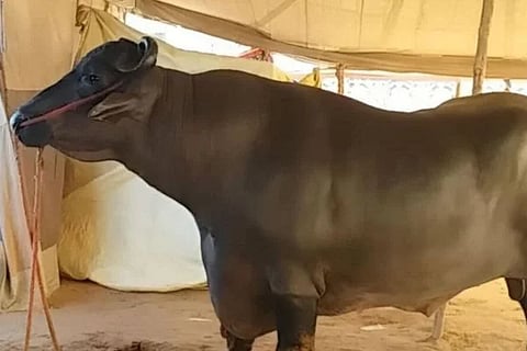 ವಿಜಯವಾಣಿ - 2024-11-15T164932.116