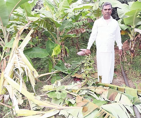 ನಂಜನಗೂಡು ತಾಲೂಕಿನ ಕಸುವಿನಹಳ್ಳಿ ಗ್ರಾಮದ ರೈತ ಪುಟ್ಟಸ್ವಾಮಿ ಅವರ ಬಾಳೆ ಬೆಳೆಯನ್ನು ಕಾಡಾನೆಗಳು ನಾಶ ಮಾಡಿರುವುದು.
