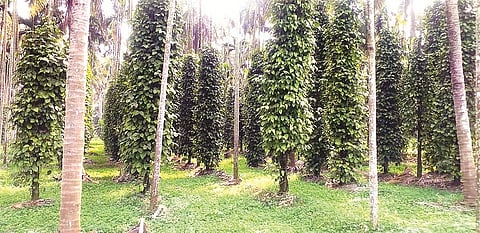 ಹುಣಸೂರು ತಾಲೂಕು ದೇವಗಳ್ಳಿಯ ವೀರರಾಜು ಅರಸ್ ಅವರ ತೋಟದಲ್ಲಿ ಮೆಣಸು ಬಳ್ಳಿ ಸಮೃದ್ಧವಾಗಿ ಬೆಳೆದಿರುವುದು.