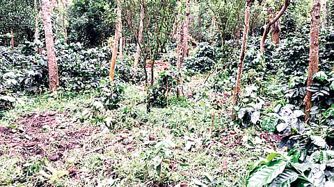 ಕಾಡುಕೋಣಗಳಿಂದ ಕಾಫಿ ಗಿಡ ನಾಶ