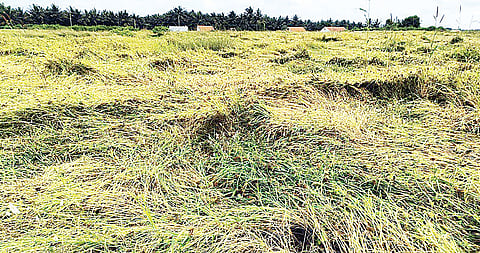 ಮಳೆಗೆ ನೆಲಕಚ್ಚುತ್ತಿರುವ ರಾಗಿ