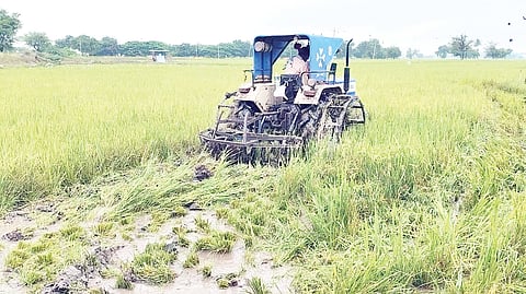 Tuberculosis of paddy crop
