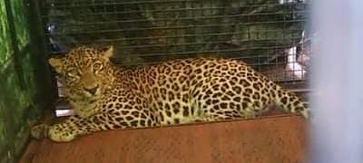 20hgr1 cheeta