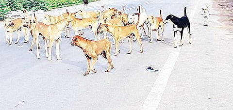 ವಿರಾಜಪೇಟೆಯಲ್ಲಿ ಬೀದಿನಾಯಿಗಳ ಕಾಟ