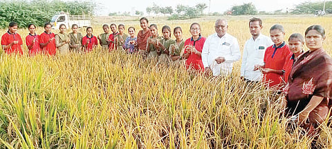 Paddy Harvesting Demonstration