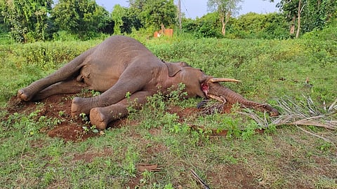 3-kgl-5 elephant 1