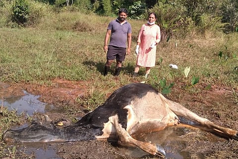 ಹಾವು ಕಚ್ಚಿ ಹಸು ಸಾವು