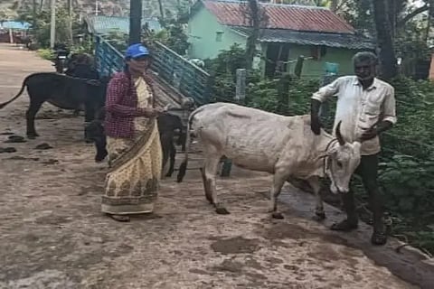 30ldh2 animal