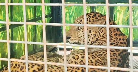BIRUR cheeta